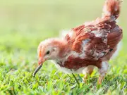 An In-Depth Guide to Chicken Nutrition