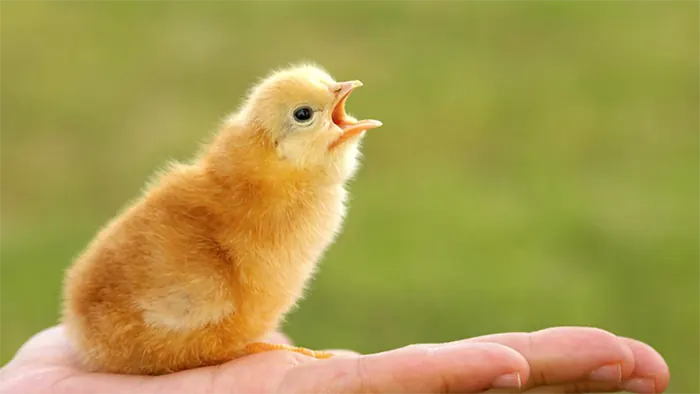 baby chick in hand