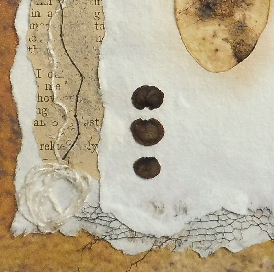 Thumbnail: Specimen Series (ii) Honesty Seed Case
