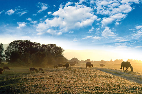 vouvalia background.jpg