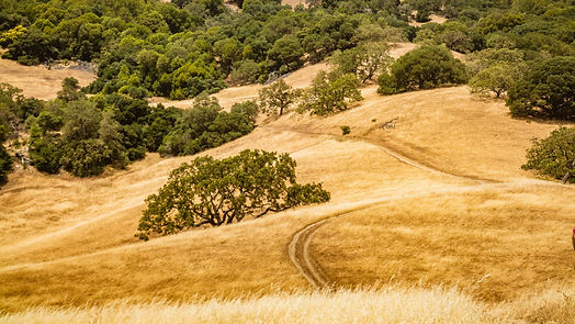 rolling_hills.jpg