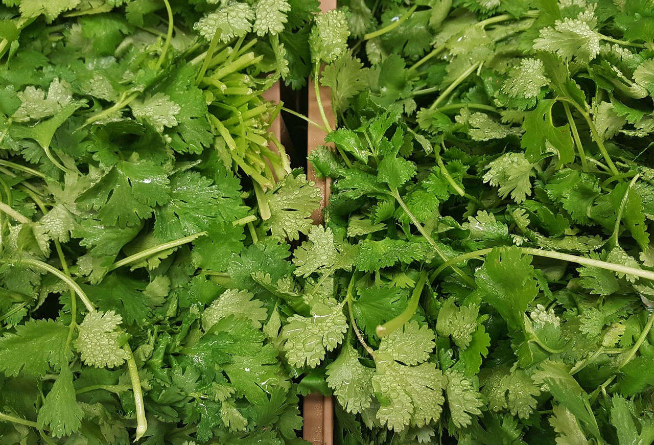Fresh cilantro bundles.