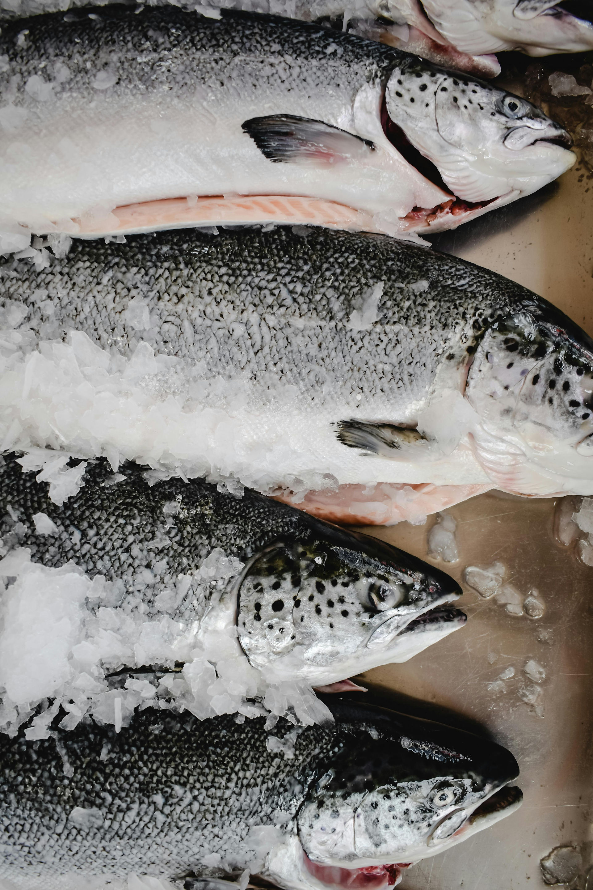 Salmon over ice.