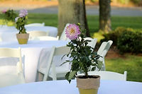 Branch Wedding.jpg