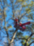 High Tree Pruning