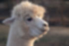 llama-6782140.jpg