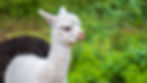 alpaca-4413445.jpg