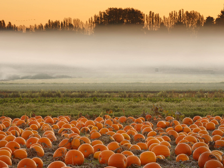 194) Connaissez-vous Gertrude? Vous devriez...