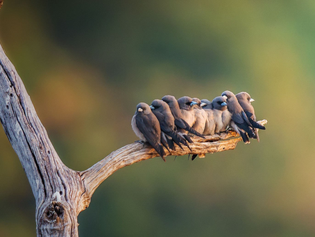 250) Faites votre planification financière par vous-mêmes!