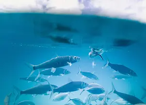 Poissons Ecoseas actu.webp