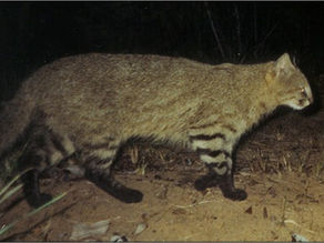 NEW TAXONOMY FOR THE PAMPAS CAT