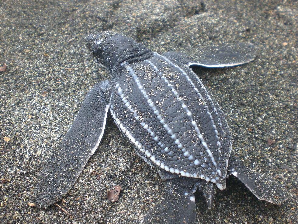 Leatherback Turtle