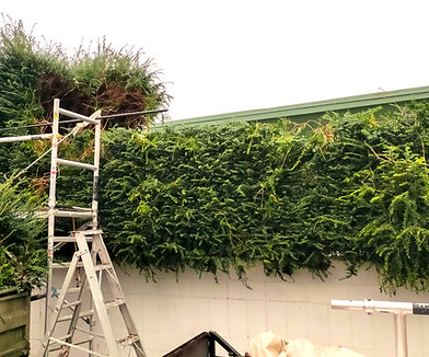 Hedge Height Reduction