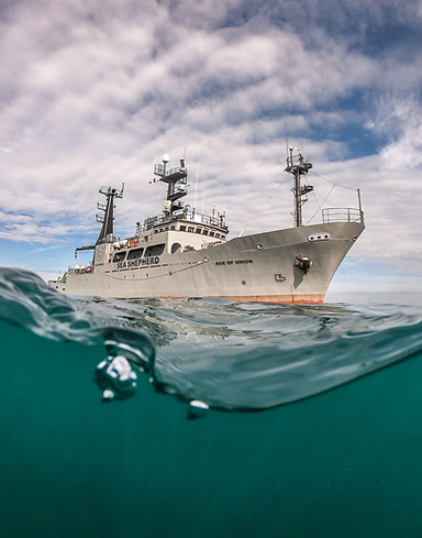2022-Sea-Shepherd-Global-Dome-Gopro-AoU-scaled.jpeg