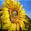 Thumbnail: SUNFLOWER