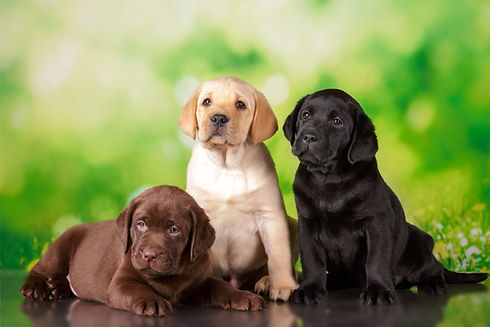 labrador three colour puppies black brow