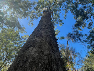 Beyond the Bad Week: Nature, Purpose, and the Four Elements in Burnout Recovery