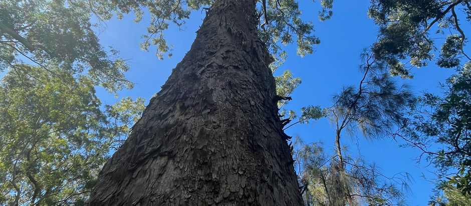 Beyond the Bad Week: Nature, Purpose, and the Four Elements in Burnout Recovery