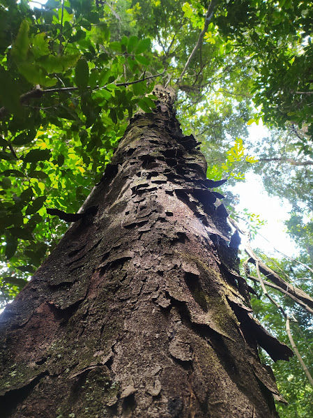 Close-up view of a vertical garden on a city building