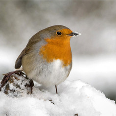 Hungry Robin