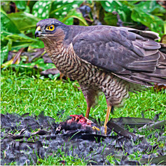 Sparrow Hawk with Kill