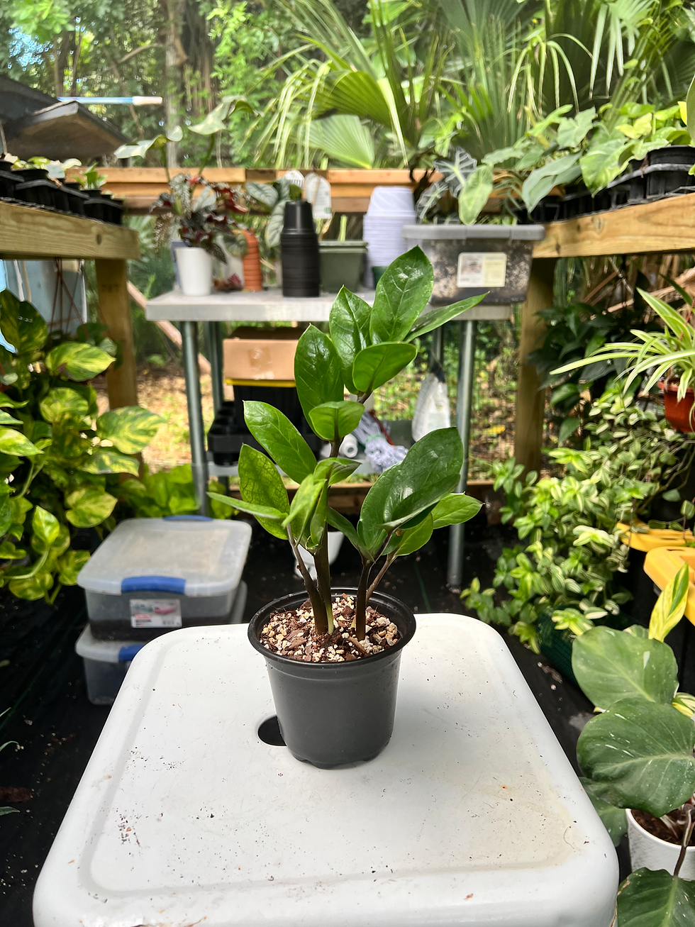 Zamioculcas 'Chameleon'