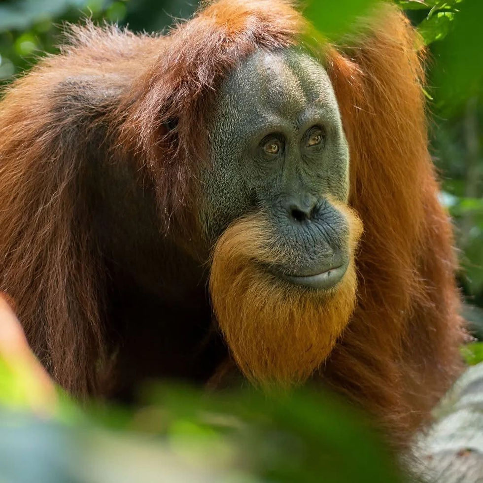 Sumatran Orangutan
