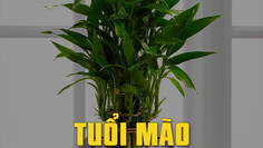 Tuổi Mão phát tài phát lộc với loại cây này nếu bạn biết?