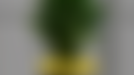 Tuổi Mão phát tài phát lộc với loại cây này nếu bạn biết?