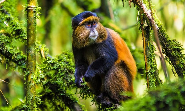 Rwanda-golden-monkey-750x450.jpg