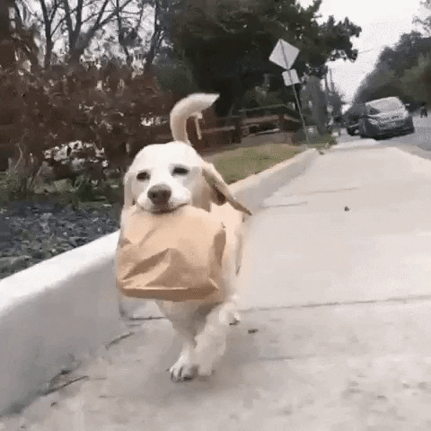 perrito delivery