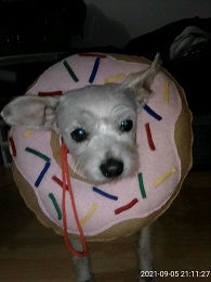 foto donats Lois