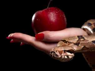 BDSM für Einsteiger