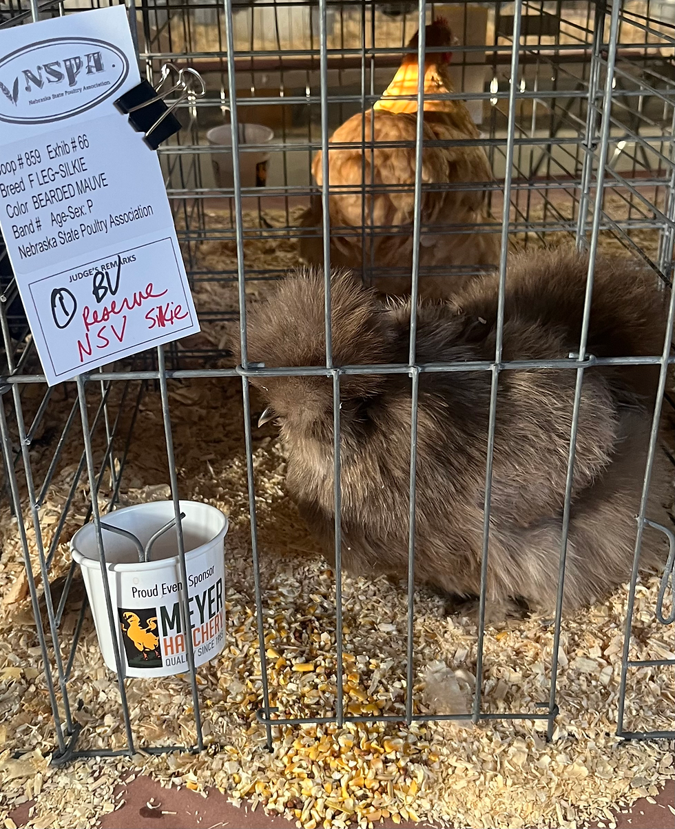 Thumbnail: Silkie Hen’s Choice from all pens - 10+ Shipped