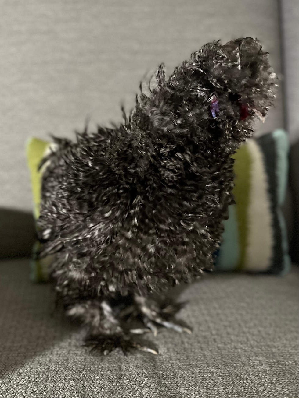 Thumbnail: Silkie Hen’s Choice from all pens - 10+ Shipped