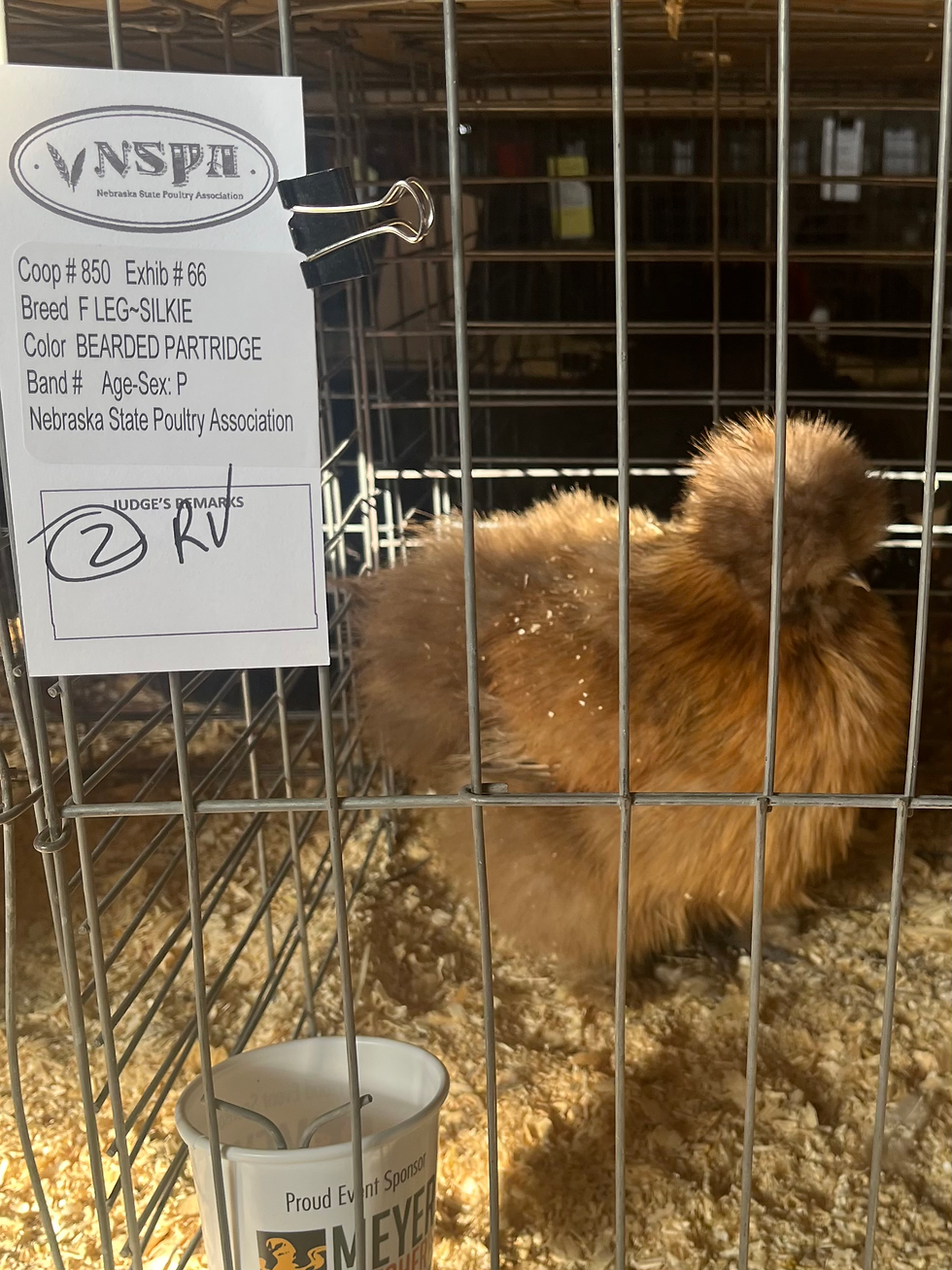 Thumbnail: Silkie Hen’s Choice from all pens - 10+ Shipped