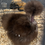 Thumbnail: Silkie Hen’s Choice from all pens - 10+ Shipped