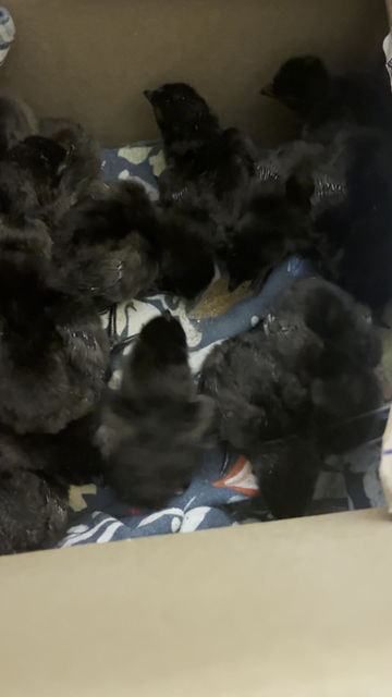 Ayam Cemani Chicks - 1-10 days old