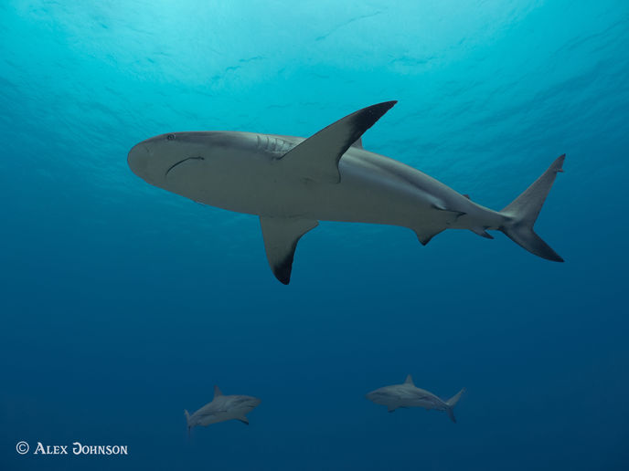 Reef Shark 1.jpg
