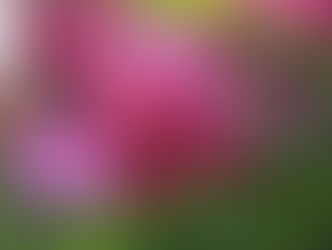 Fermes aux orchidées et plantes diverses