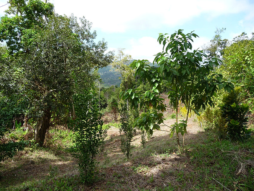 Terrain agricole à vendre 85