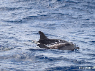 |20240922| Sightings of Whales and Dolphins in the South of Faial