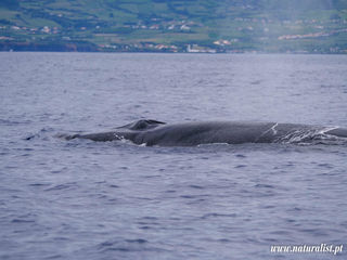 |20240721| Sei whales are staying around Faial