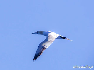 |20240628| Northern gannet!