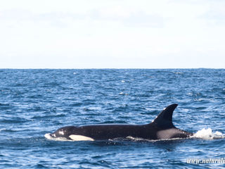 |20250210| South of Faial surprising us in our first expedition of 2025 !