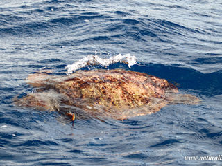 |20240928| Migratory species in the North of Faial