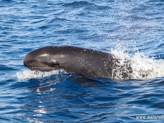 |20240914| False Killer Whales, Sperm Whales and lots of dolphins in Faial