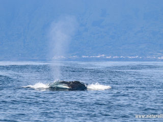 |20240321| A morning with baleen whales and dolphins!