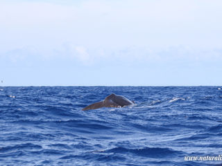 |20240810| False Killer Whales, Sperm Whales and Hammerhead Shark in the North of Faial!