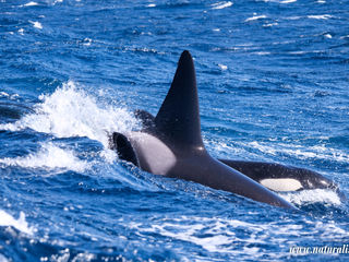 |20250320| Rare sighting of Orcas in South of Pico !